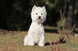 WESTIE 244